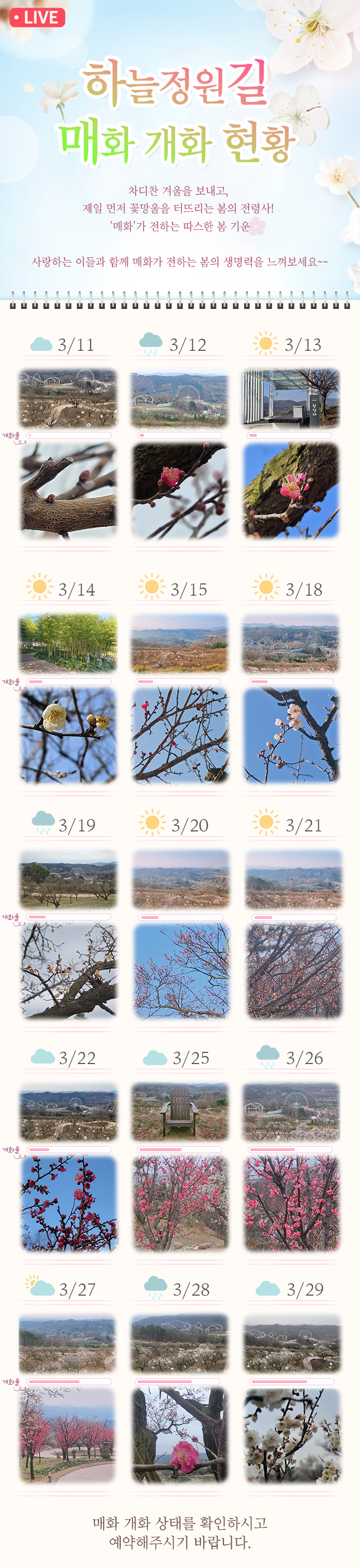 하늘정원길 매화 개화 현황