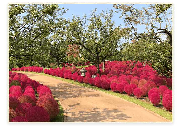 코키아 하늘정원길 이미지