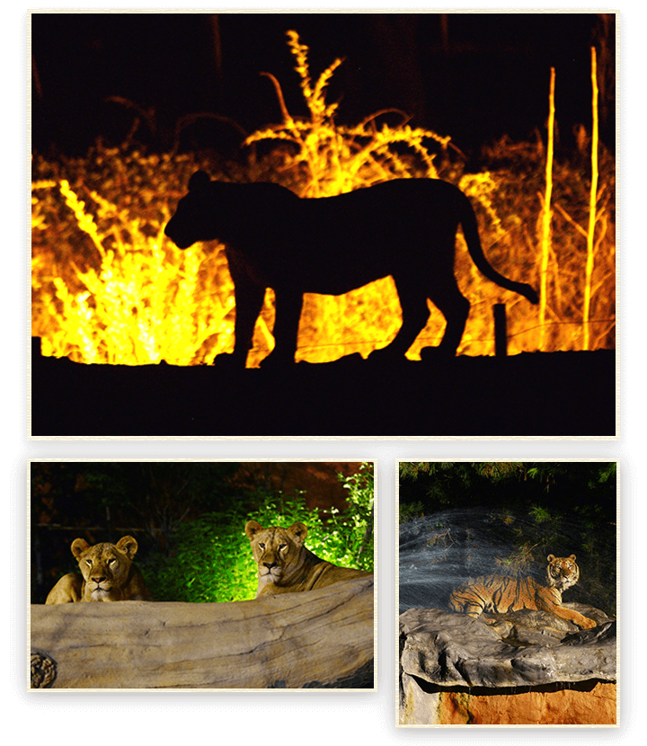 나이트 사파리 트램 이미지