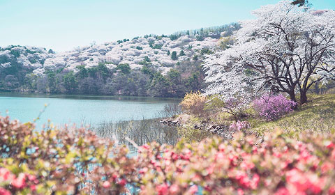벚꽃