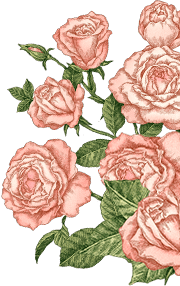 오른쪽 상단 장미