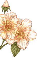 왼쪽 중간 장미