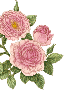 왼쪽 하단 장미