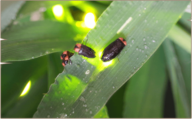 한 여름 밤의 반딧불이